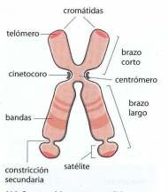 partes-del-cromosoma