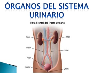 sistema-urinario-vanessa-castilla-3-728.jpg